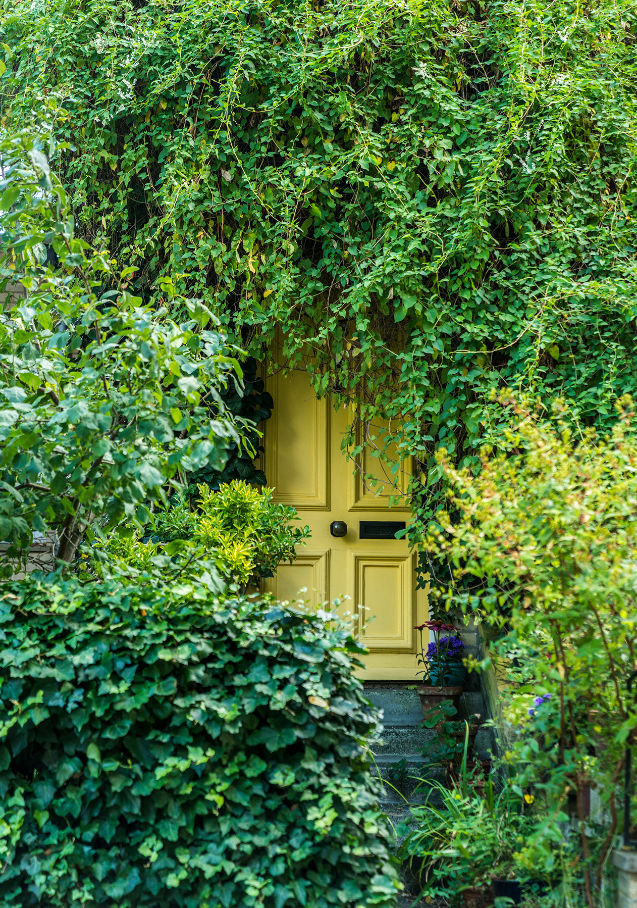 A yellow front door surronded by greenery