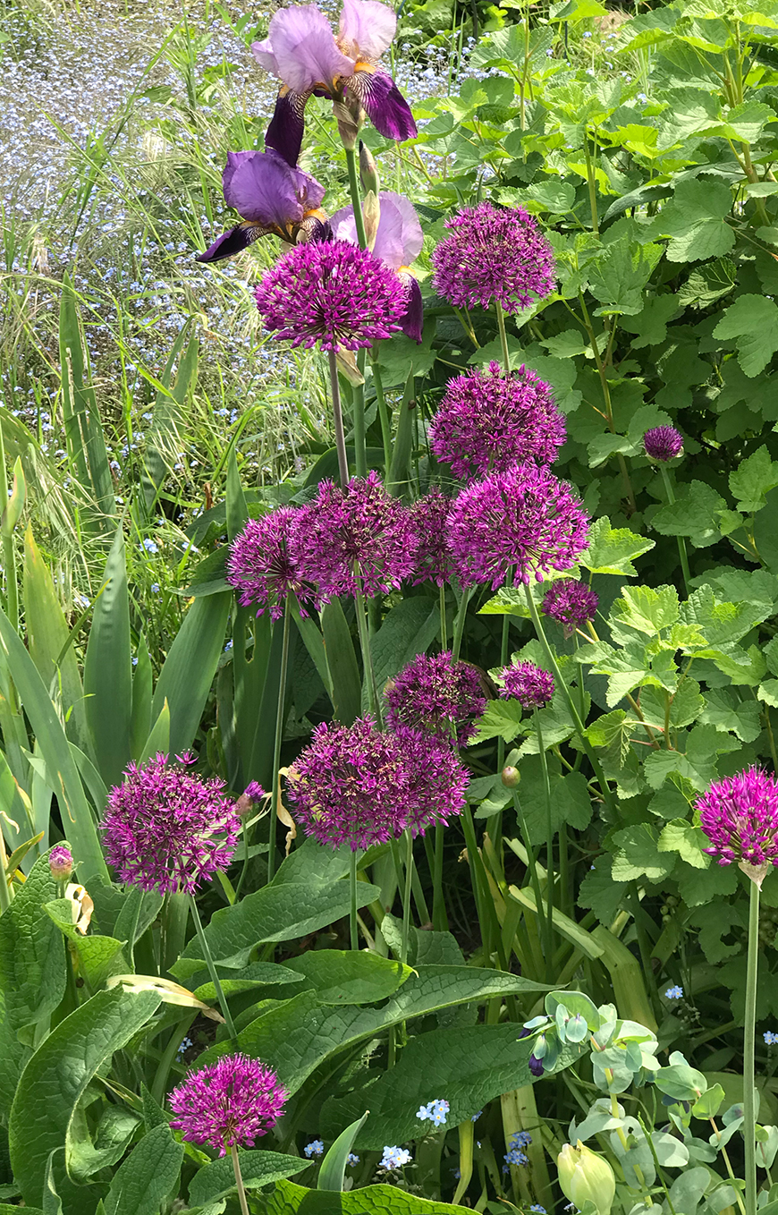 Purple flowers and greenery in the allotments