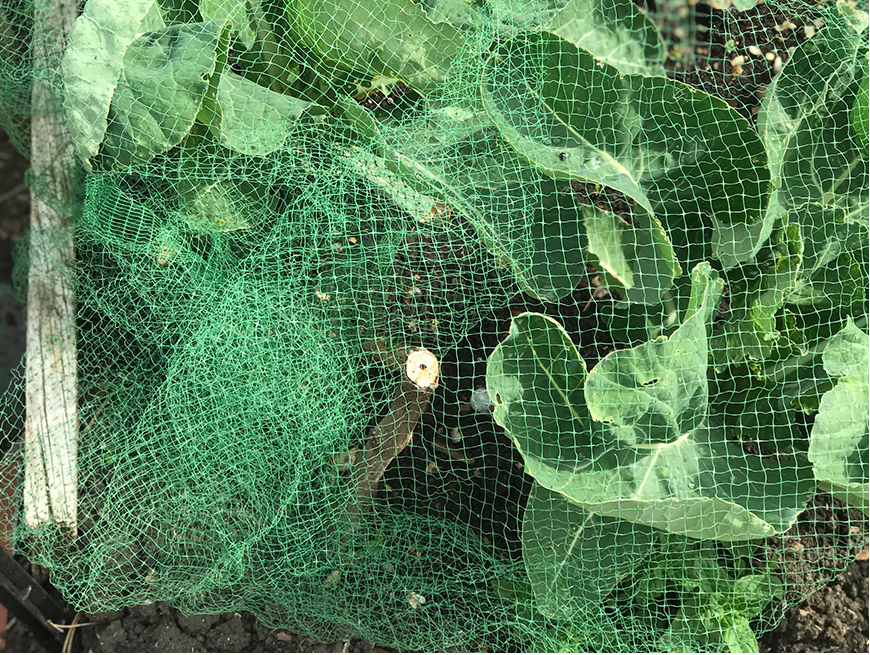 A selection of seedlings