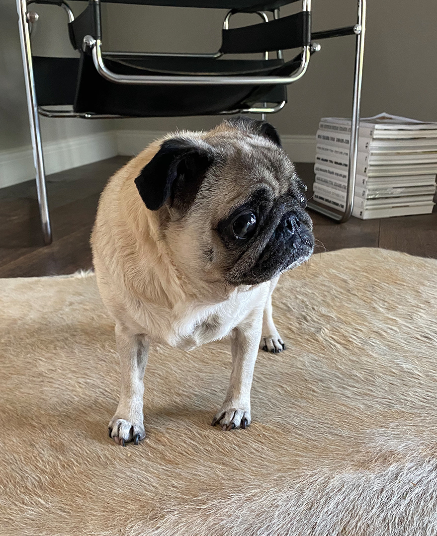 Jason's pet Pug, Mini