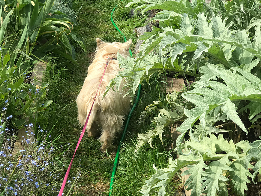 Lush greenery in the allotments 