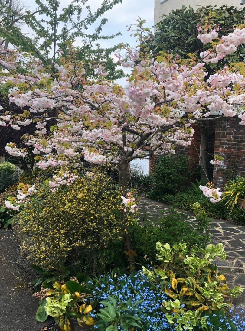 Cherry blossom in full bloom in Sally's garden