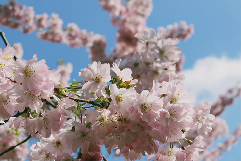 Shots of Sally's garden with pink cherry blossom and white wrought iron chair with pale pink cushion.