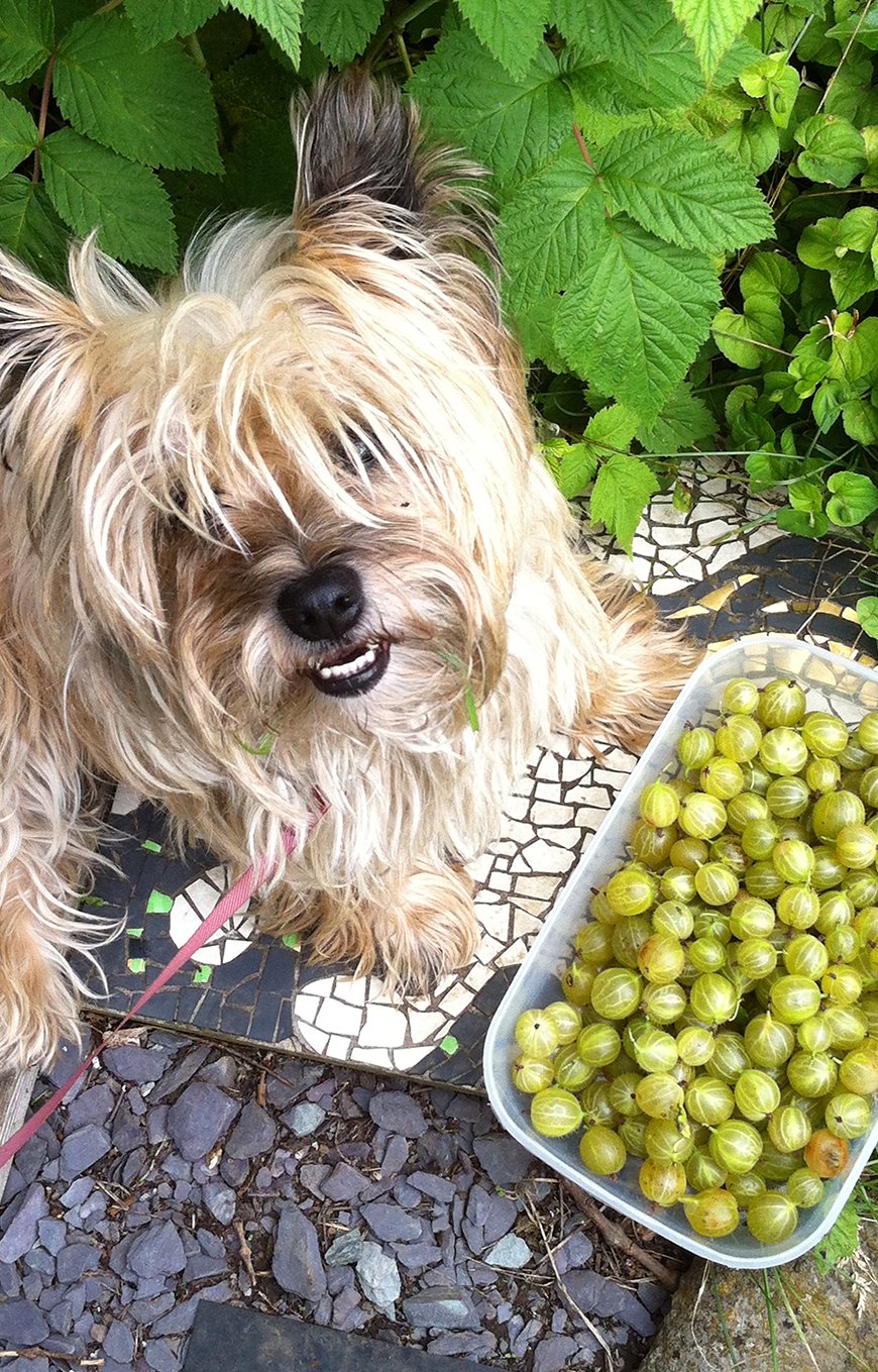 Rosarie's dog alongside a selection of gooseberries
