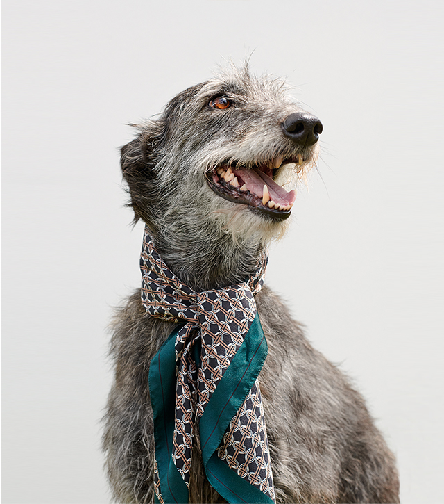 Image of a grey dog wearing a silk green scarf