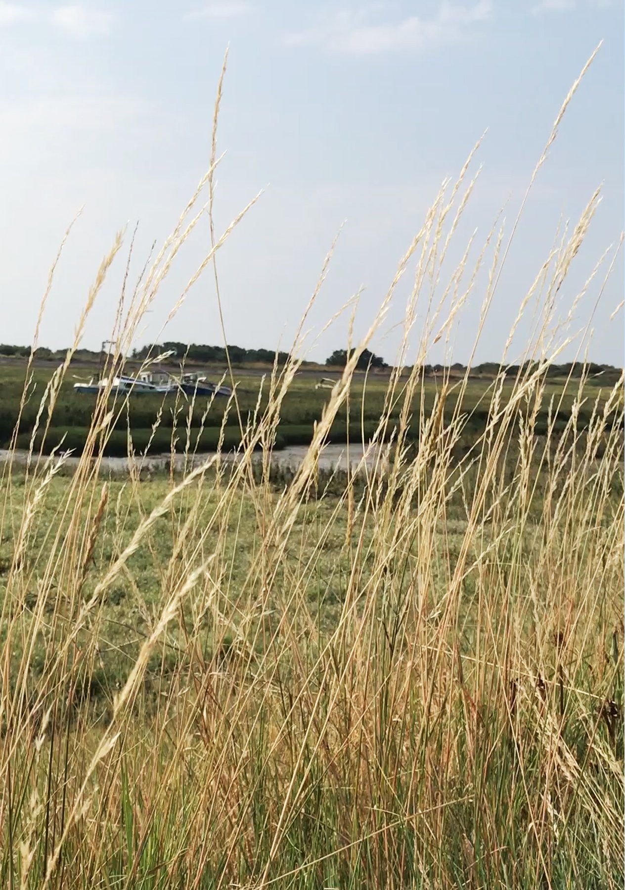 An area of dry long grass in the countryside surrounded by greenery.