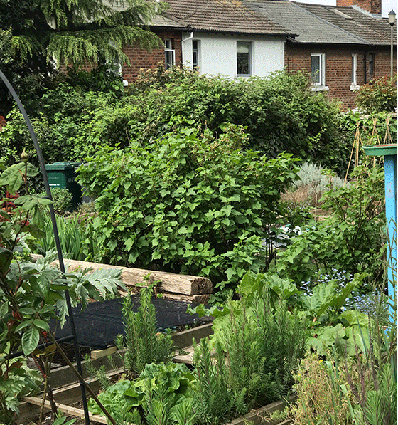 The lush greenery of Rosarie's london allotment