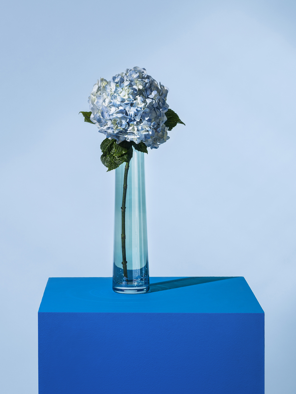 It's All In The Vase, Go blue with a singule hydrangea in a complementary blue glass vase. 