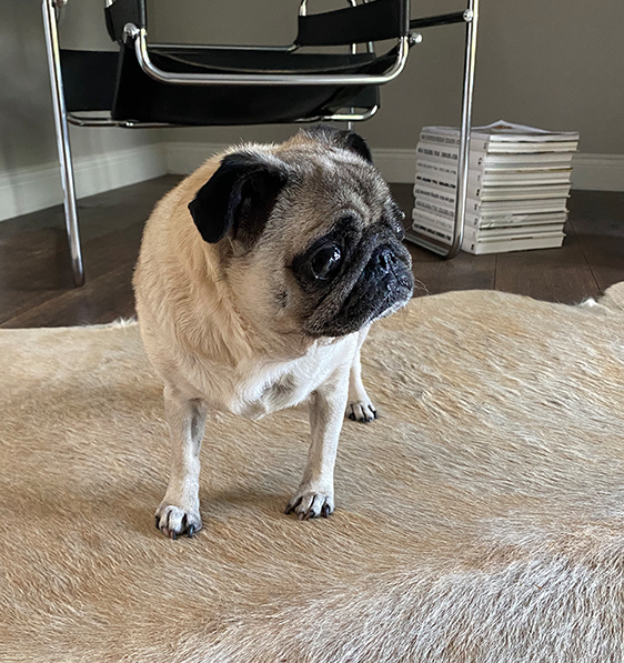 Jason's pet Pug, Mini