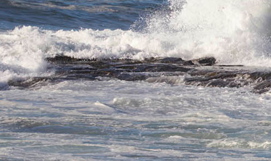 Images of the sea waves and paw prints in the sand