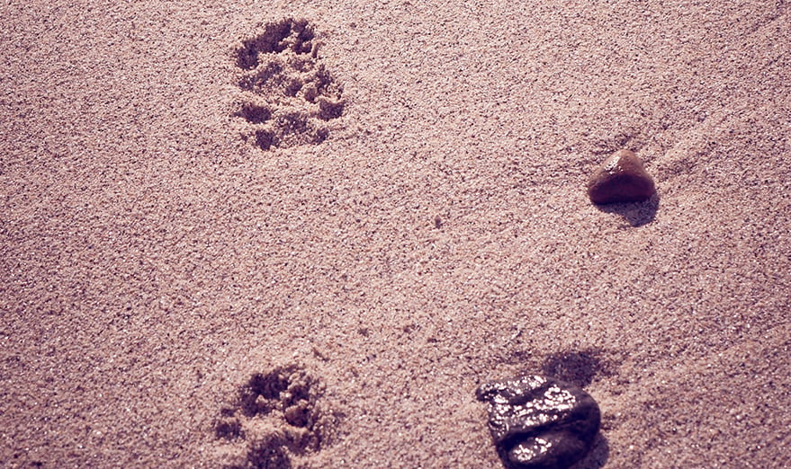 Images of the sea waves and paw prints in the sand