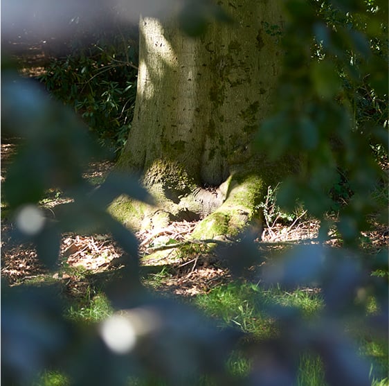 Image of sunlight through tree branches in a woodland.