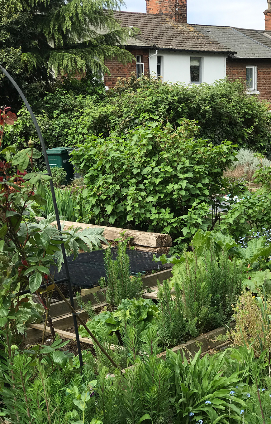 The lush greenery of Rosarie's london allotment