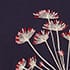 Cow Parsley