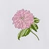 White Pink