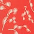Coral Red Ivory