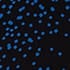 Electrc Blu Blk