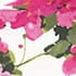 Ivory Fuchsia